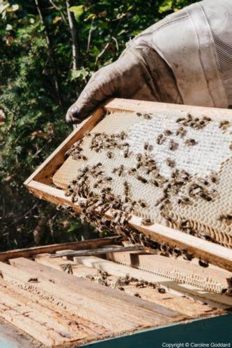 180730 CarolineGoddard Provence 080B