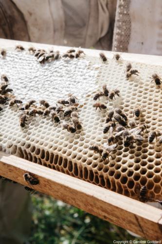 180730 CarolineGoddard Provence 089B