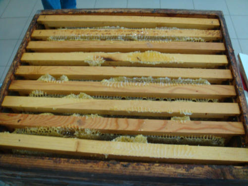 recolte du miel CFA 2012 011