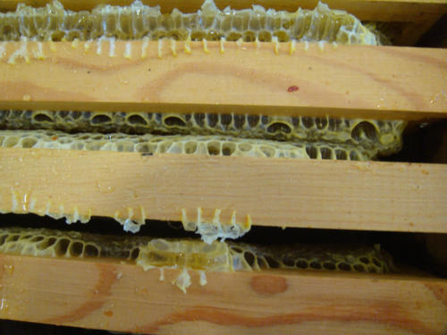 recolte du miel CFA 2012 012