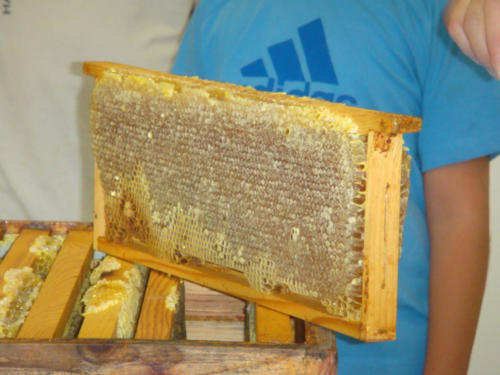 recolte du miel CFA 2012 016