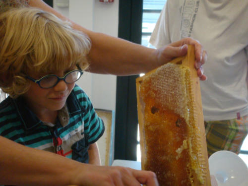 recolte du miel CFA 2012 028