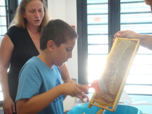 recolte du miel CFA 2012 031