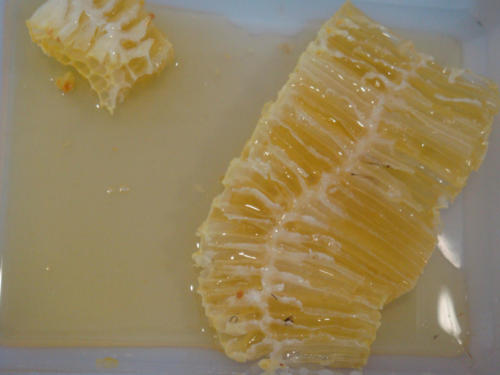 recolte du miel CFA 2012 038