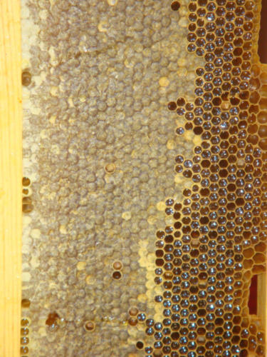 recolte du miel CFA 2012 047